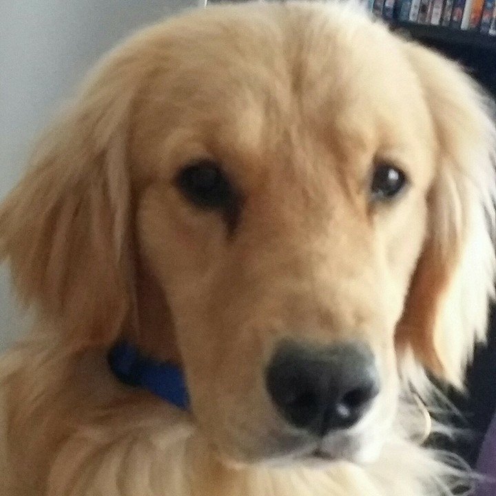 Leader Dog Jemma Close-up. Jemma is a golden retriever wearing a royal blue collar